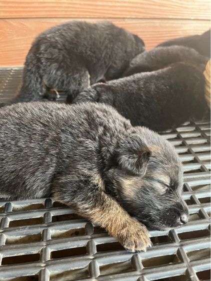 เยอรมันเชพเพิร์ด (German Shepherd) ใหญ่ ลูกสุนัขเยอรมันเชพเพิร์ด แท้