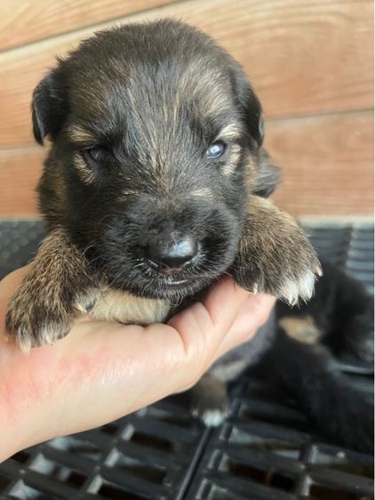 ลูกสุนัขเยอรมันเชพเพิร์ด แท้ รูปที่ 3