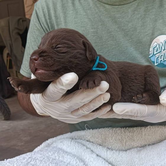 ลาบราดอร์ รูปที่ 12