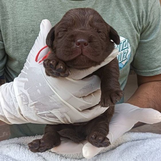 ลาบราดอร์ รูปที่ 6