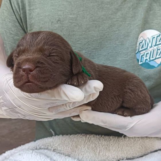 ลาบราดอร์ รูปที่ 14