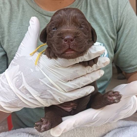 ลาบราดอร์ รูปที่ 8