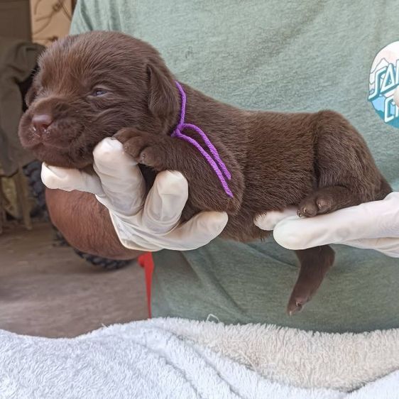 ลาบราดอร์ รูปที่ 18