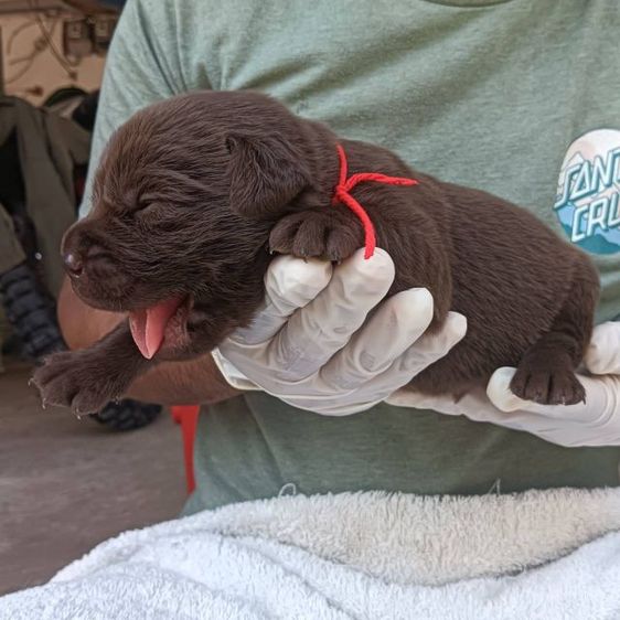 ลาบราดอร์ รูปที่ 16