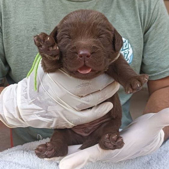 ลาบราดอร์ รูปที่ 2