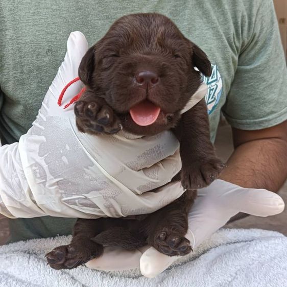 ลาบราดอร์ รูปที่ 9