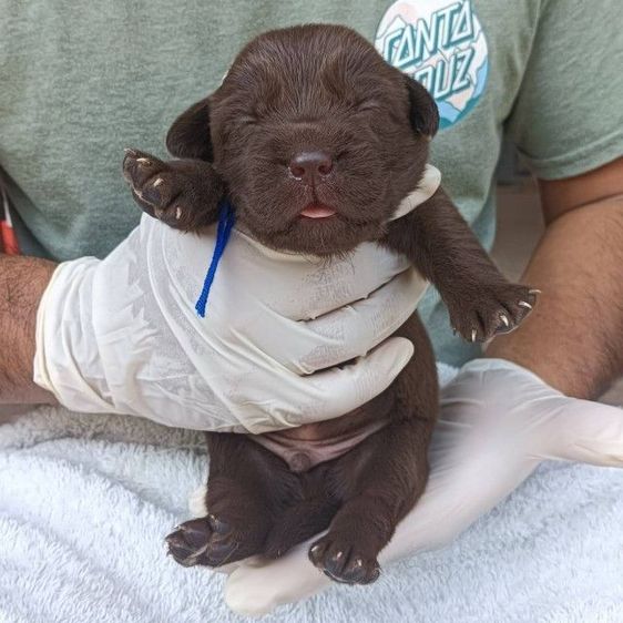 ลาบราดอร์ รูปที่ 4