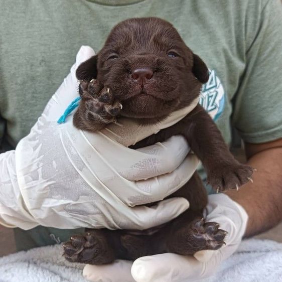 ลาบราดอร์ รูปที่ 5