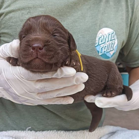 ลาบราดอร์ รูปที่ 17