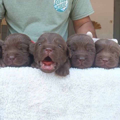 ลาบราดอร์ (Labrador) เล็ก ลาบราดอร์