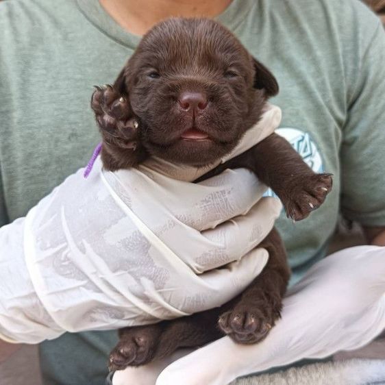 ลาบราดอร์ รูปที่ 7