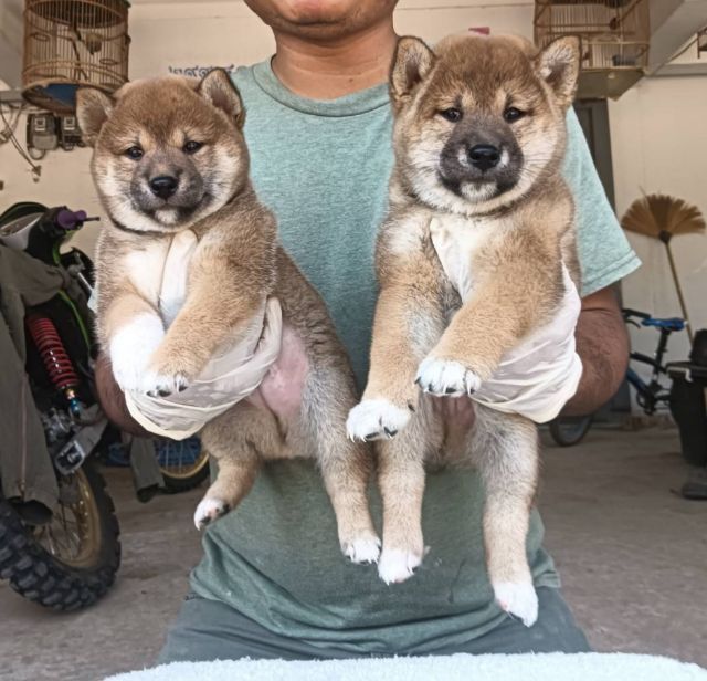 ชิบะ รูปที่ 3