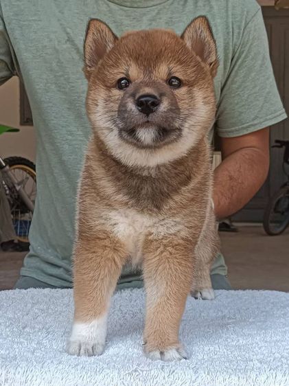 ชิบะ (Shiba Inu) เล็ก ชิบะ