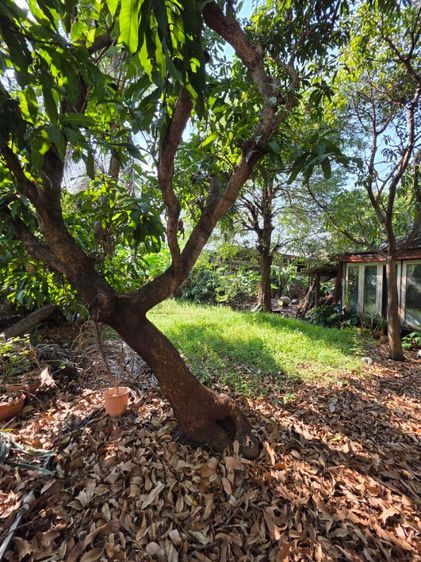 ใช่ ขายที่ดินซอยทานสัมฤทธิ์ รูปที่ 2