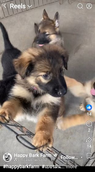 เยอรมันเชพเพิร์ด (German Shepherd) เล็ก ลูกหมาเยอรมันเชพเพิร์ด พันธุ์แท้ ส่งได้ทั่วประเทศ