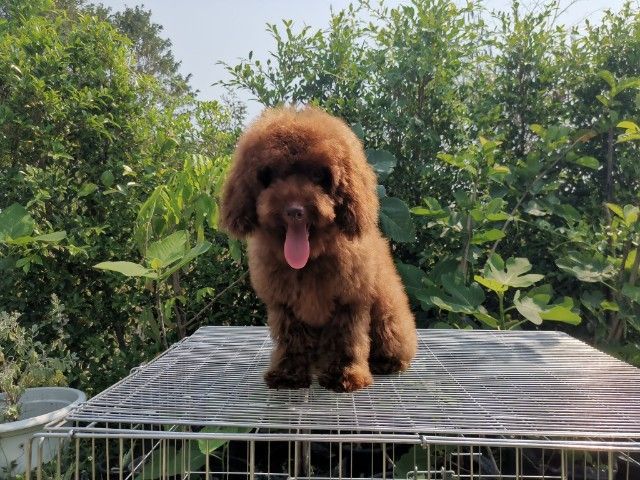 พุดเดิ้ล (Poodle) เล็ก พุดเดิ้ทอย ผู้ชาย
