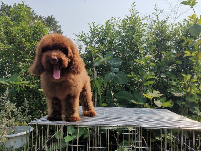 พุดเดิ้ทอย ผู้ชาย รูปที่ 5