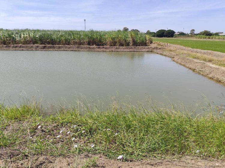 ขายตุ๊กตาหมีใหญ่ใจดี  และซื้อแล้วไม่รับเปลี่ยนคืน และอื่นๆ รูปที่ 10