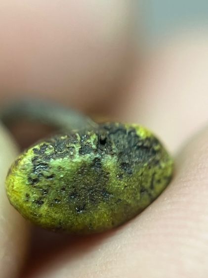 เสือไม่ทราบที่(มีสินค้าหลายรายการกดเข้ามาดูในโปรไฟล์ได้เลยครับ) รูปที่ 5