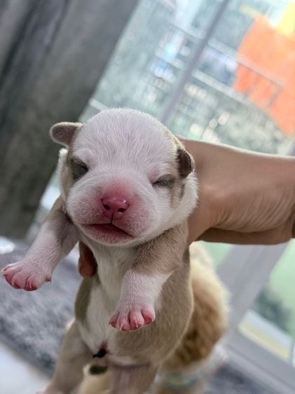 Exotic bully เพศผู้ สีพาย มัดจำแล้ว รูปที่ 5