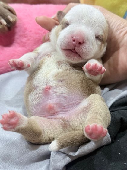 Exotic bully เพศผู้ สีพาย มัดจำแล้ว รูปที่ 16