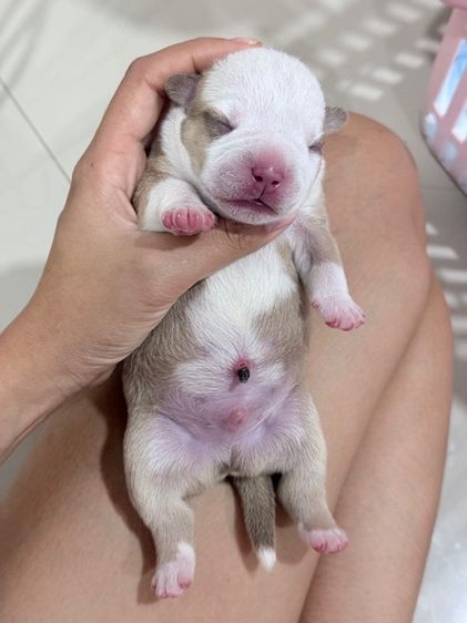 Exotic bully เพศผู้ สีพาย มัดจำแล้ว รูปที่ 4