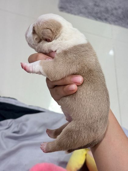 Exotic bully เพศผู้ สีพาย มัดจำแล้ว รูปที่ 12
