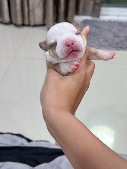Exotic bully เพศผู้ สีพาย มัดจำแล้ว รูปที่ 13