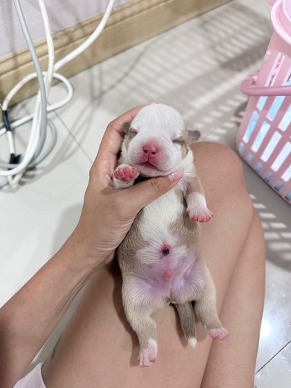 Exotic bully เพศผู้ สีพาย มัดจำแล้ว รูปที่ 2