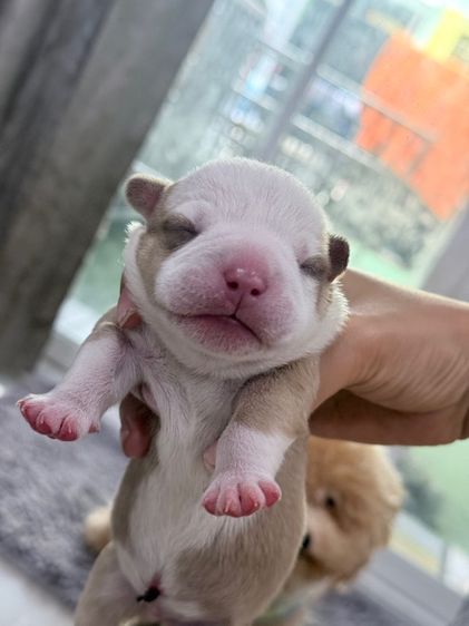 Exotic bully เพศผู้ สีพาย มัดจำแล้ว