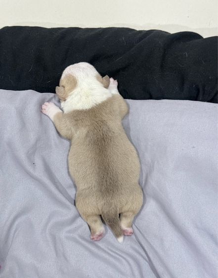 Exotic bully เพศผู้ สีพาย มัดจำแล้ว รูปที่ 10