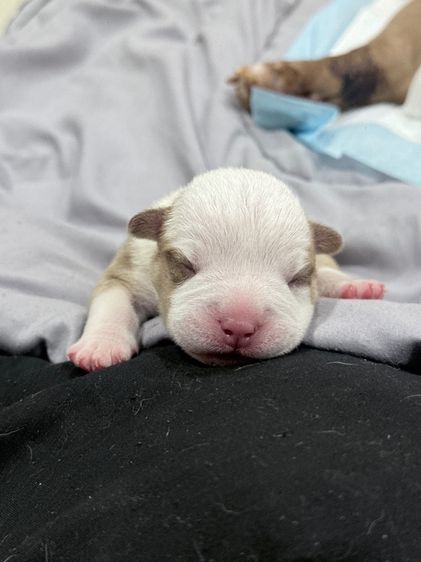 Exotic bully เพศผู้ สีพาย มัดจำแล้ว รูปที่ 11