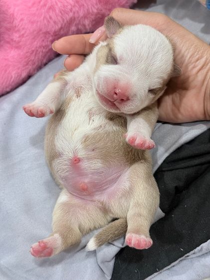 Exotic bully เพศผู้ สีพาย มัดจำแล้ว รูปที่ 15