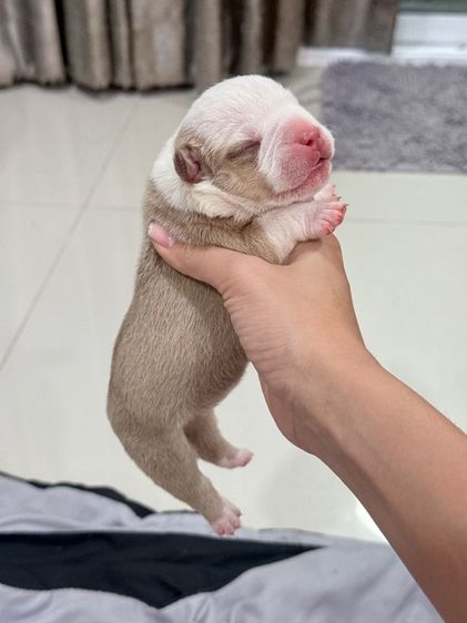 Exotic bully เพศผู้ สีพาย มัดจำแล้ว รูปที่ 14