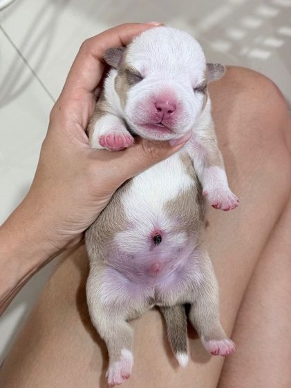 Exotic bully เพศผู้ สีพาย มัดจำแล้ว รูปที่ 3