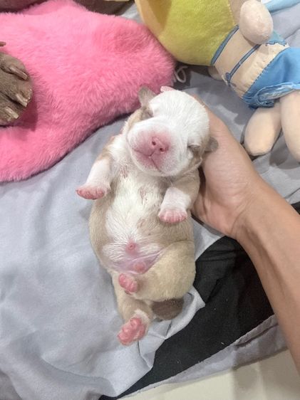 Exotic bully เพศผู้ สีพาย มัดจำแล้ว รูปที่ 17
