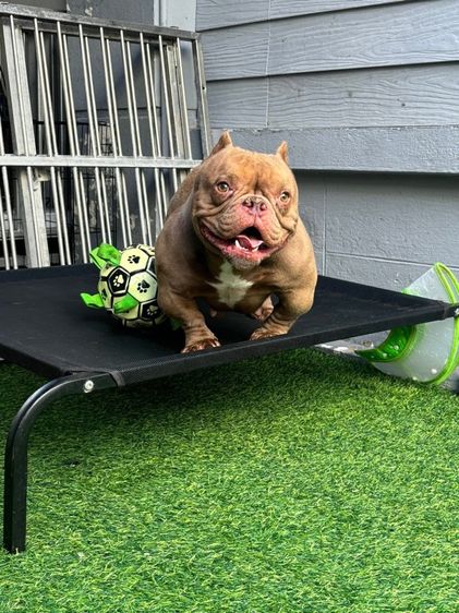 Exotic bully เพศผู้ สีพาย มัดจำแล้ว รูปที่ 9