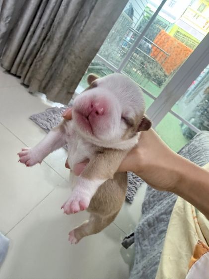 Exotic bully เพศผู้ สีพาย มัดจำแล้ว รูปที่ 7