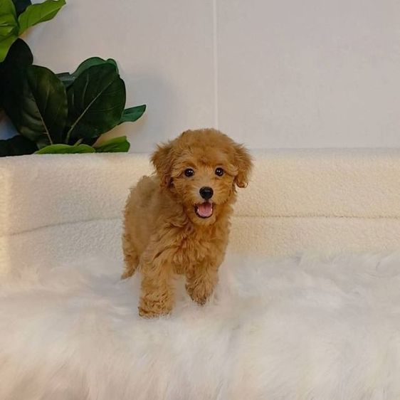พุดเดิ้ล (Poodle) เล็ก น้องพุดเดิ้ลทอยแท้ สีน้ำตาล เพศผู้
พร้อมวัคซีนเข็มแรก ถ่ายพยาธิ 
รับประกันสุขภาพ ปลอดเชื้อลำไส้อักเสบพาโว ไข้หัด
โทร แอดไลน์0615301155