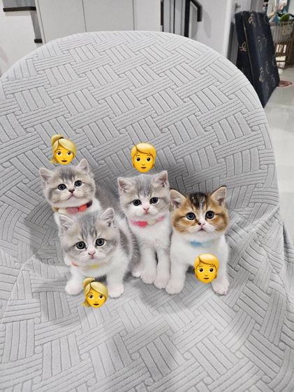 บริติช ชอร์ตแฮร์ (British Shorthair) ขายแมวบริติส ราคาแบ่งเลี้ยง