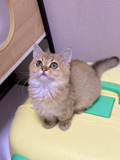 แมวบริติสขาสั้น (แท้) รูปที่ 4