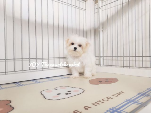 มอลติพู Maltipoo  male female รูปที่ 8