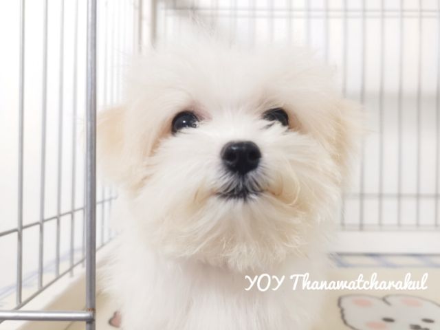 มอลติพู Maltipoo  male female รูปที่ 5