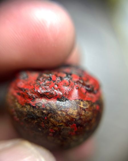 หมาหทุย (มีสินค้าหลายรายการกดเข้ามาดูในโปรไฟล์ได้เลยครับ) รูปที่ 2