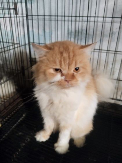 เปอร์เซียแท้ กับ เปอร์เซียผสมสก็อตติส รูปที่ 2