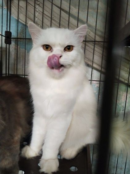 เปอร์เซียแท้ กับ เปอร์เซียผสมสก็อตติส รูปที่ 4