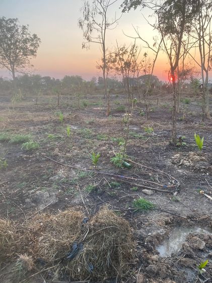 ขายที่ดิน 330 ตารางวา บ้านหม้อ ต.ห้วยทราย อ.สันกําแพง รูปที่ 4