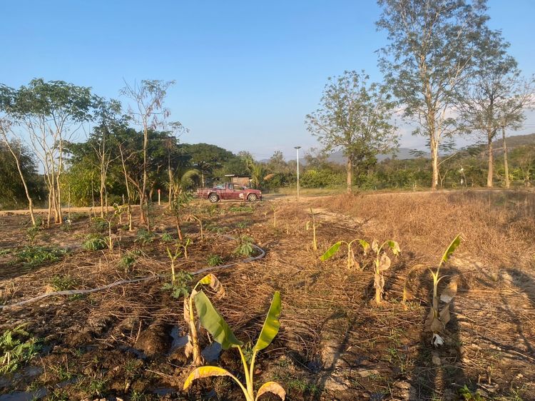 ขายที่ดิน 330 ตารางวา บ้านหม้อ ต.ห้วยทราย อ.สันกําแพง รูปที่ 3