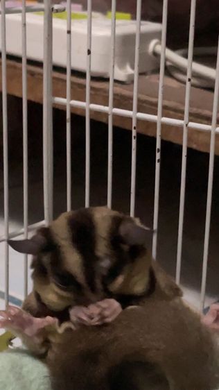 ชูก้าไกรเดอร์ รูปที่ 3