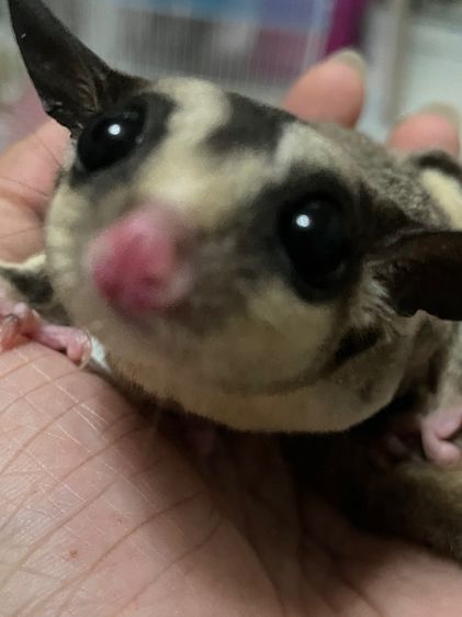 ชูก้าไกรเดอร์ รูปที่ 5